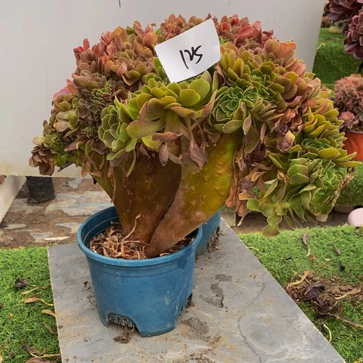 冬***子125号美杜莎➕柠檬多肉