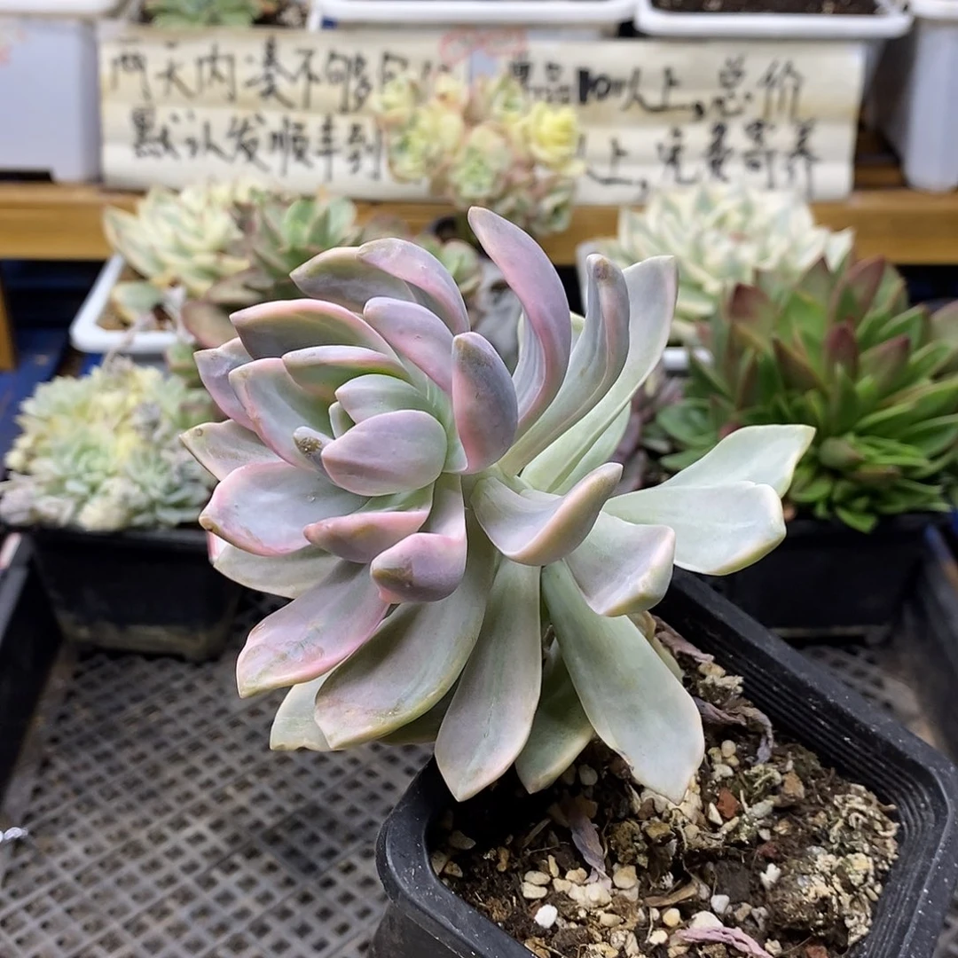 2369 紫雾锦 不售后