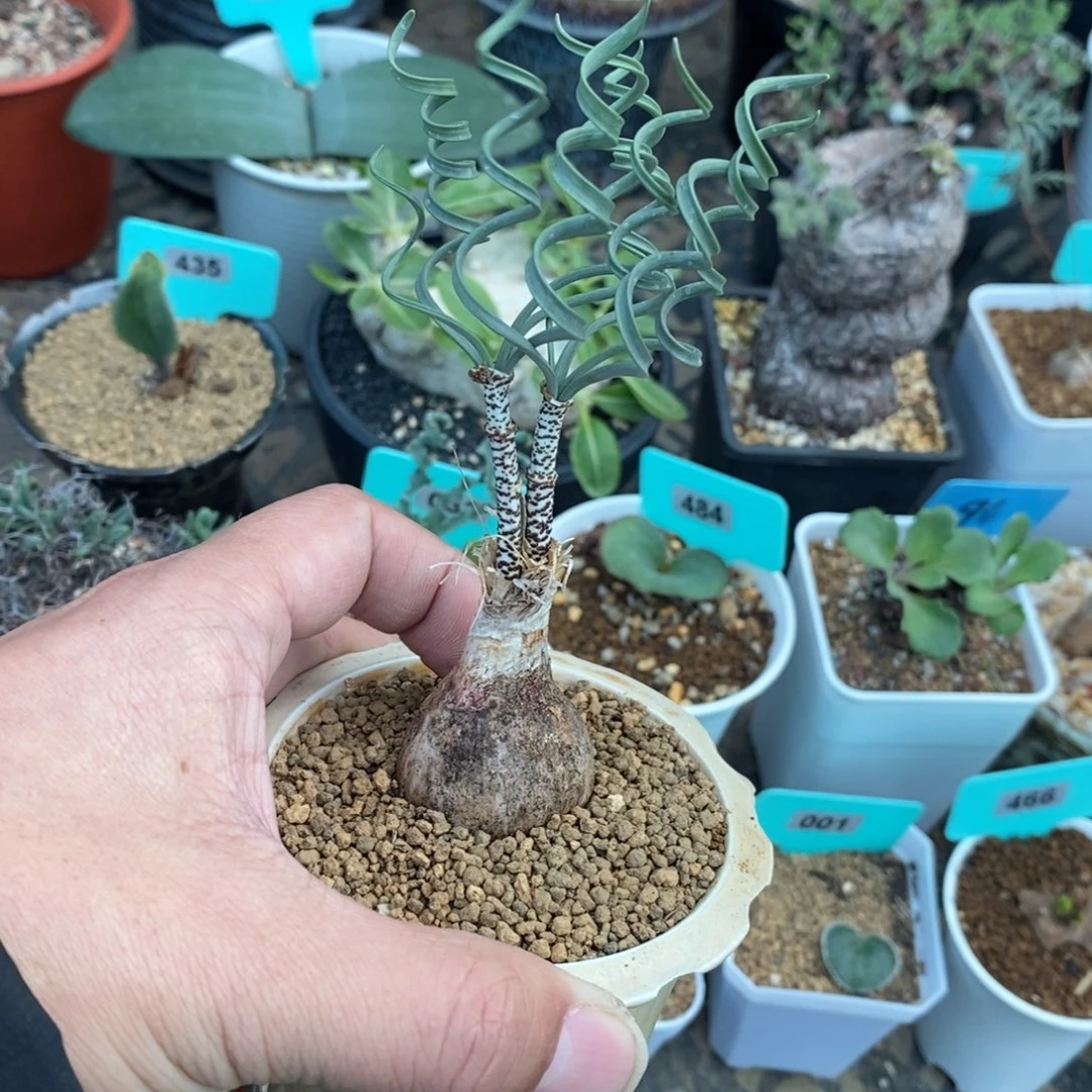 豹纹弹簧草产地多肉植物