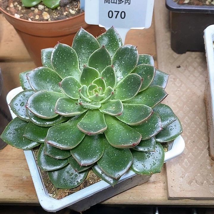 江****x070-直播福利 东云