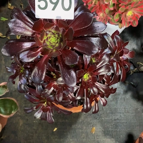 墨法师590法师多肉