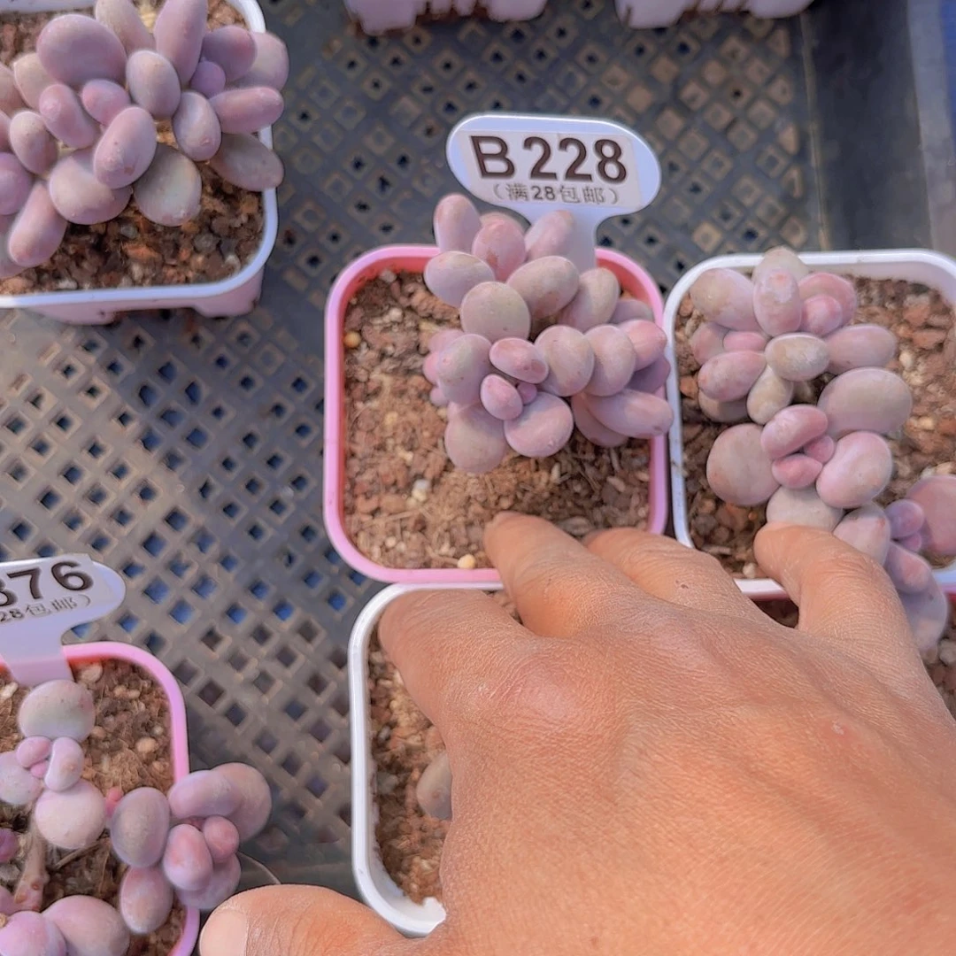 梦**境D228彩虹奶一物一拍