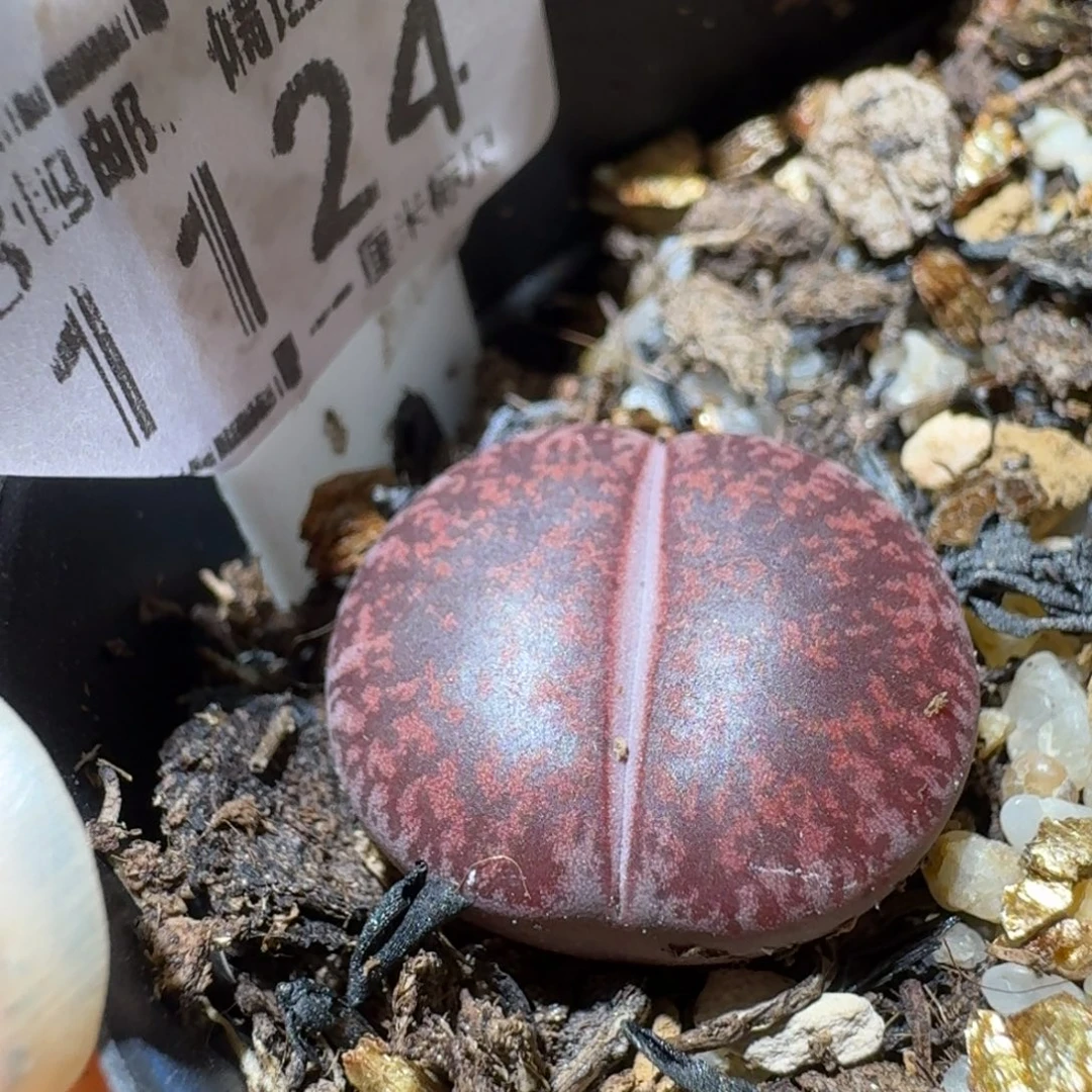 Sss清清清货卖1124