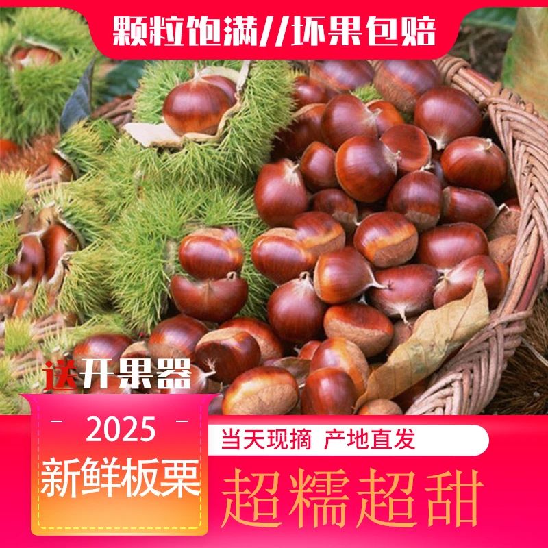2025新鲜5斤现摘头茬丹东板栗粉糯鲜甜坏果包赔不难剥皮(精品)