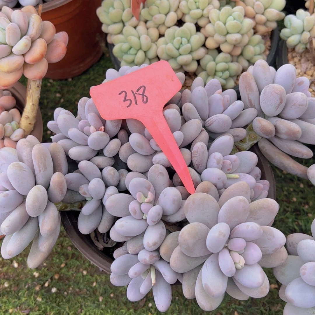 香玉的故事是一个人的故事