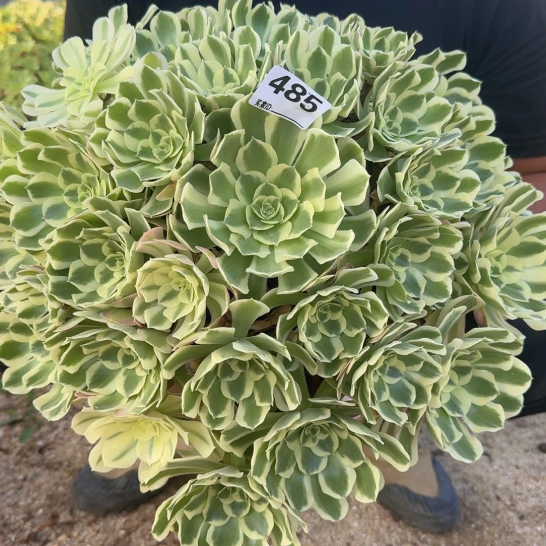 七***485白凤多肉植物