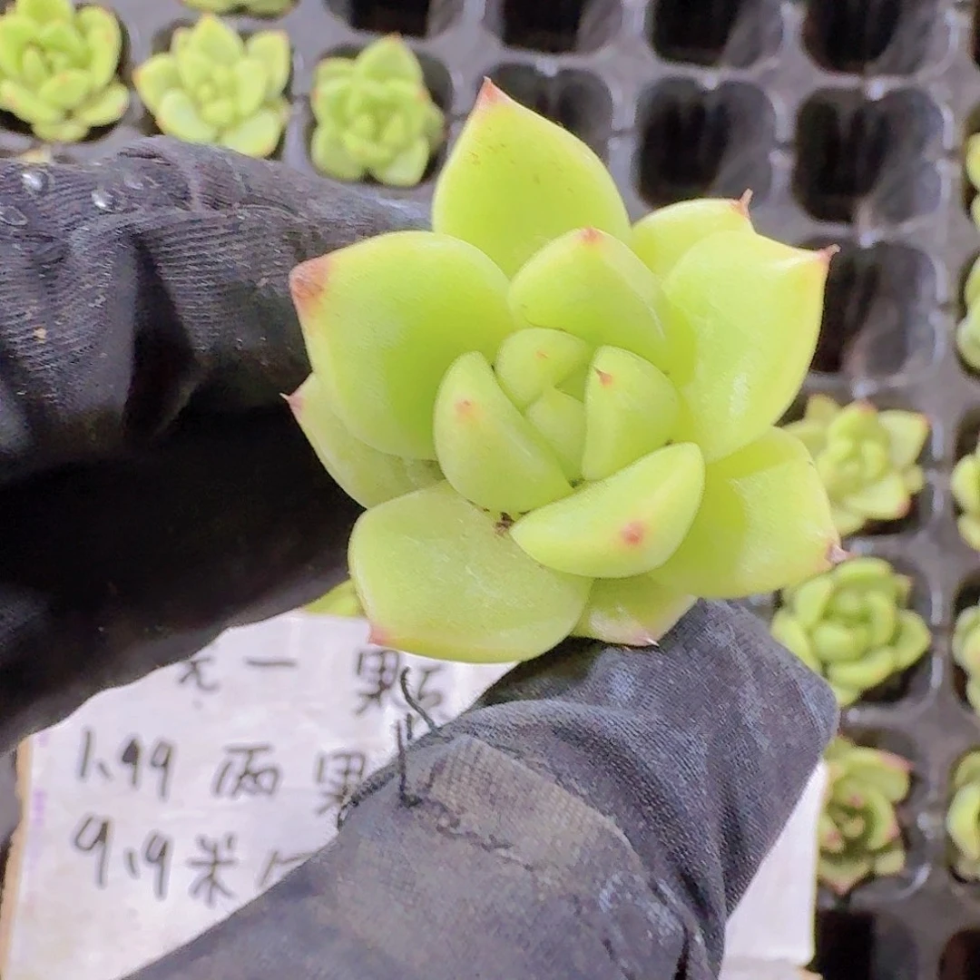 精品蓝龙两颗一组