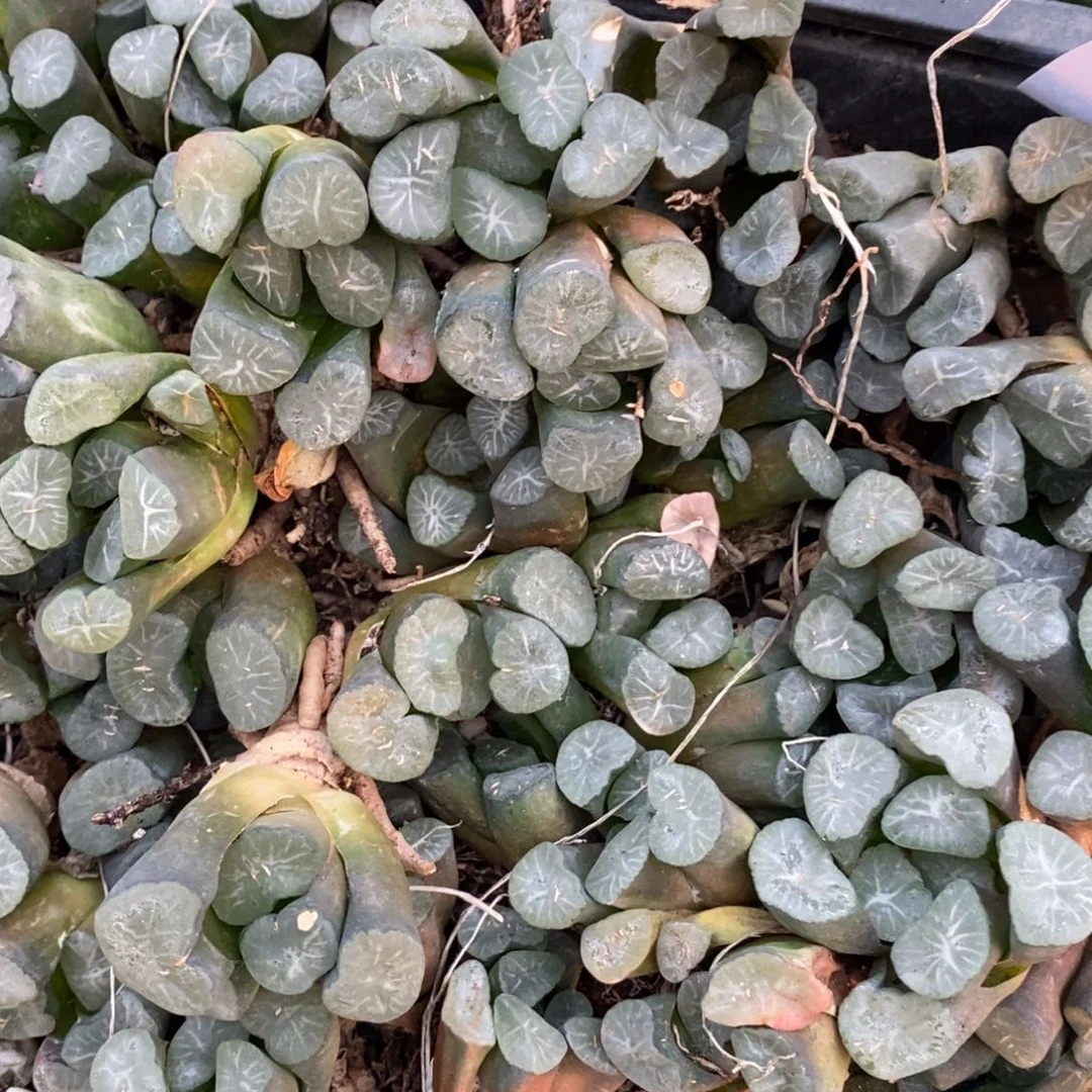 113 一颗实生超大万象 新年福利