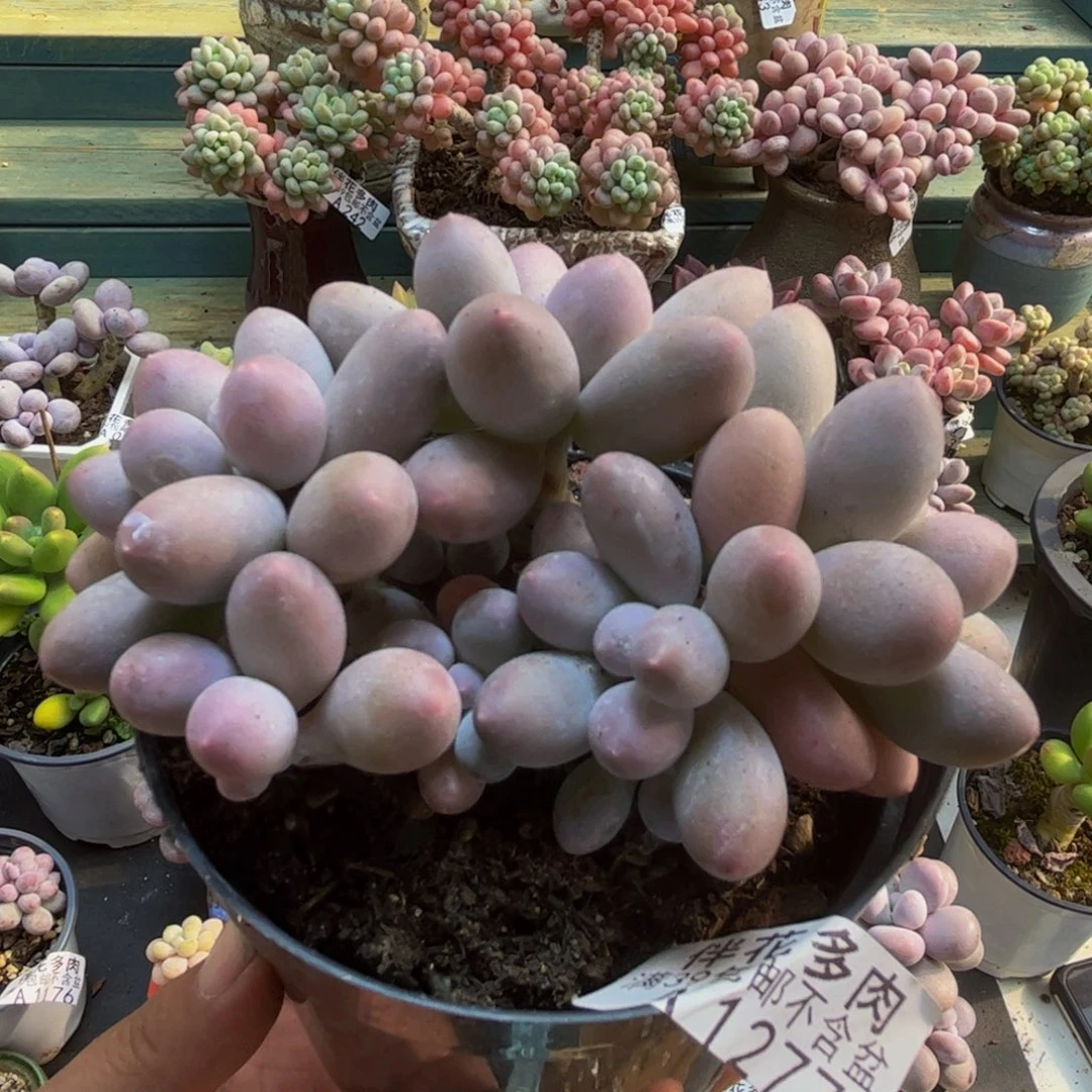 1277汤圆奶酪8cm多肉