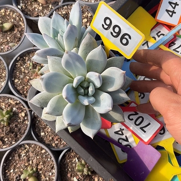 多肉植物伊丽莎白996