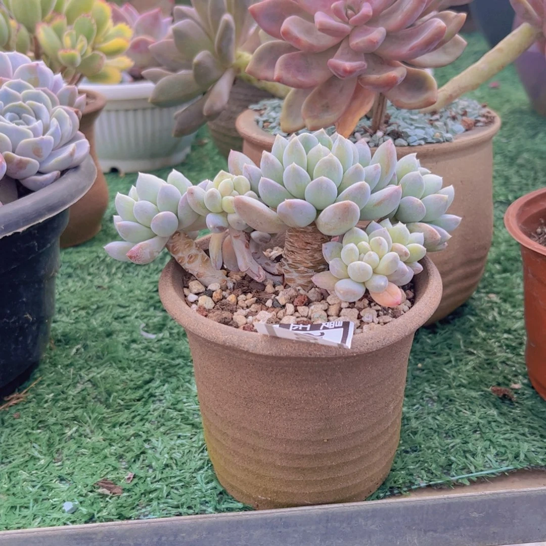 荔****奶糖多肉植物27260