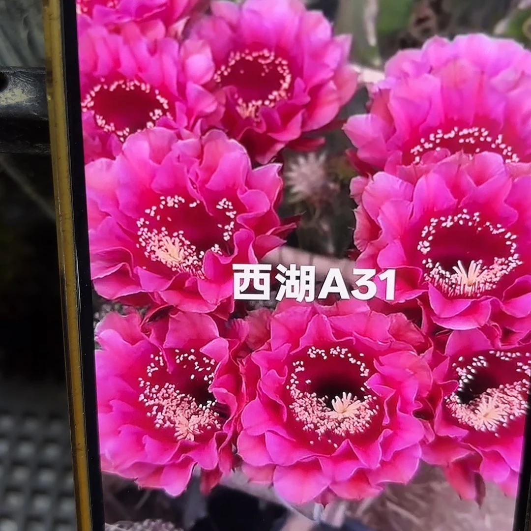 A31 侧牙20包邮仙人球16