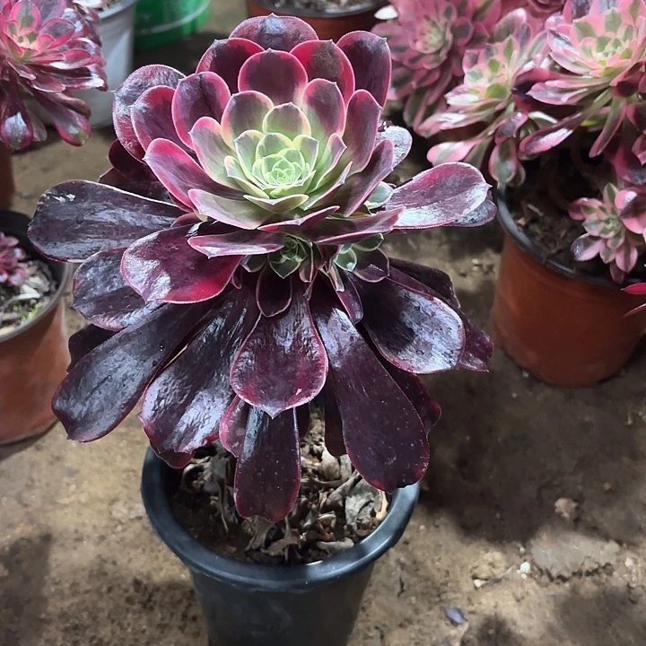 太***多肉植物金丝雀131