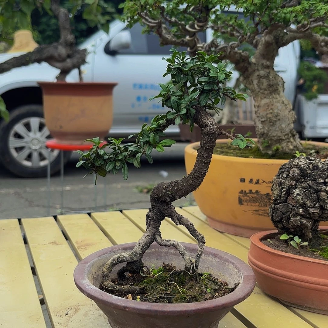 完全开放铁马鞭盆景盆栽花卉