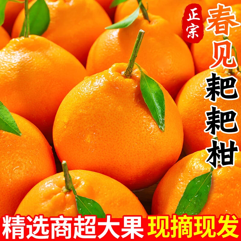 【正宗】2025头茬新鲜四川耙耙柑产地现摘现发整箱水果年货