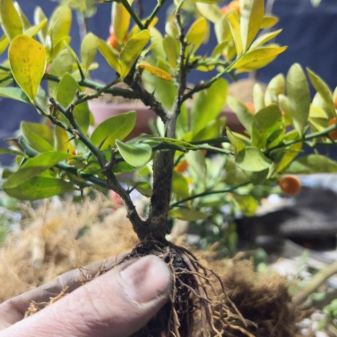 还**好趣味把玩diy小苗