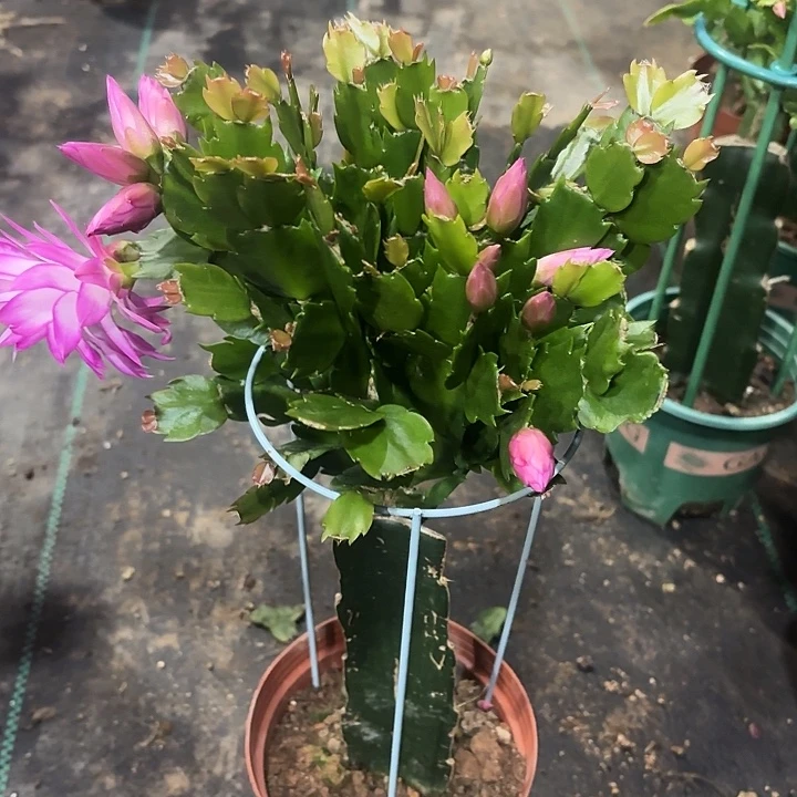 大部分花苞少量开放AN063