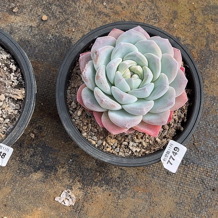 阿雅园艺。       7749冰玉大单