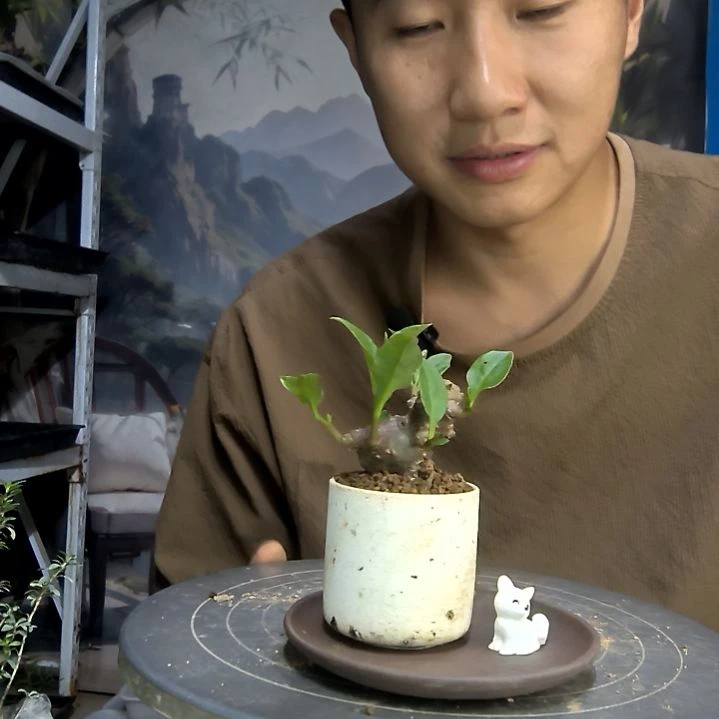 ?中青园艺一物一拍33