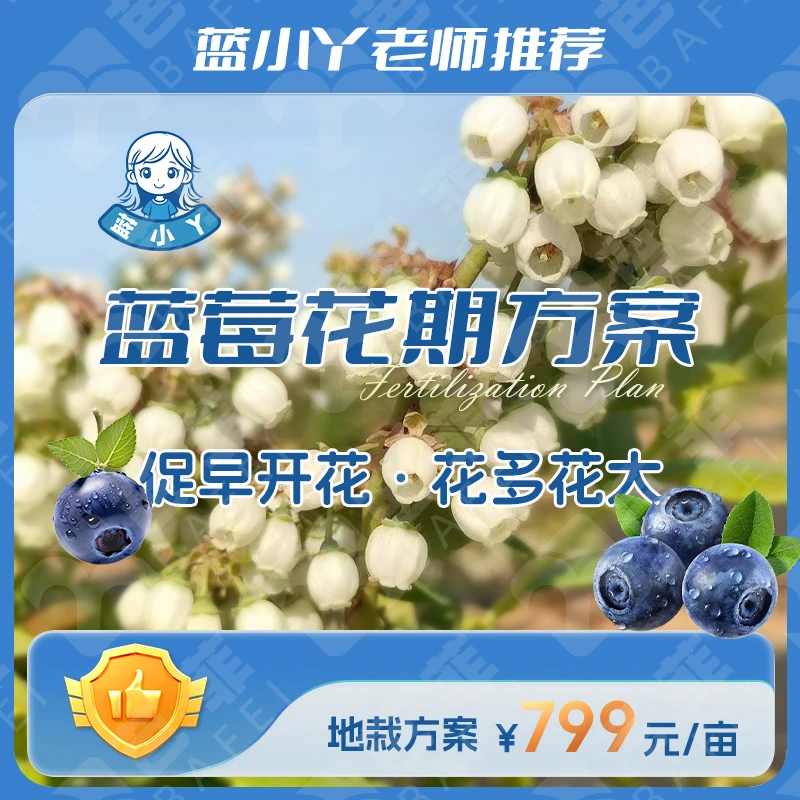 蓝小丫地栽蓝莓花期用肥促花促果花多花大