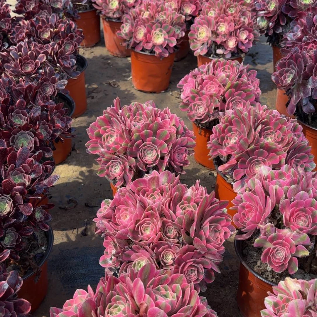 粉女巫绣球9.9法师多肉嫩