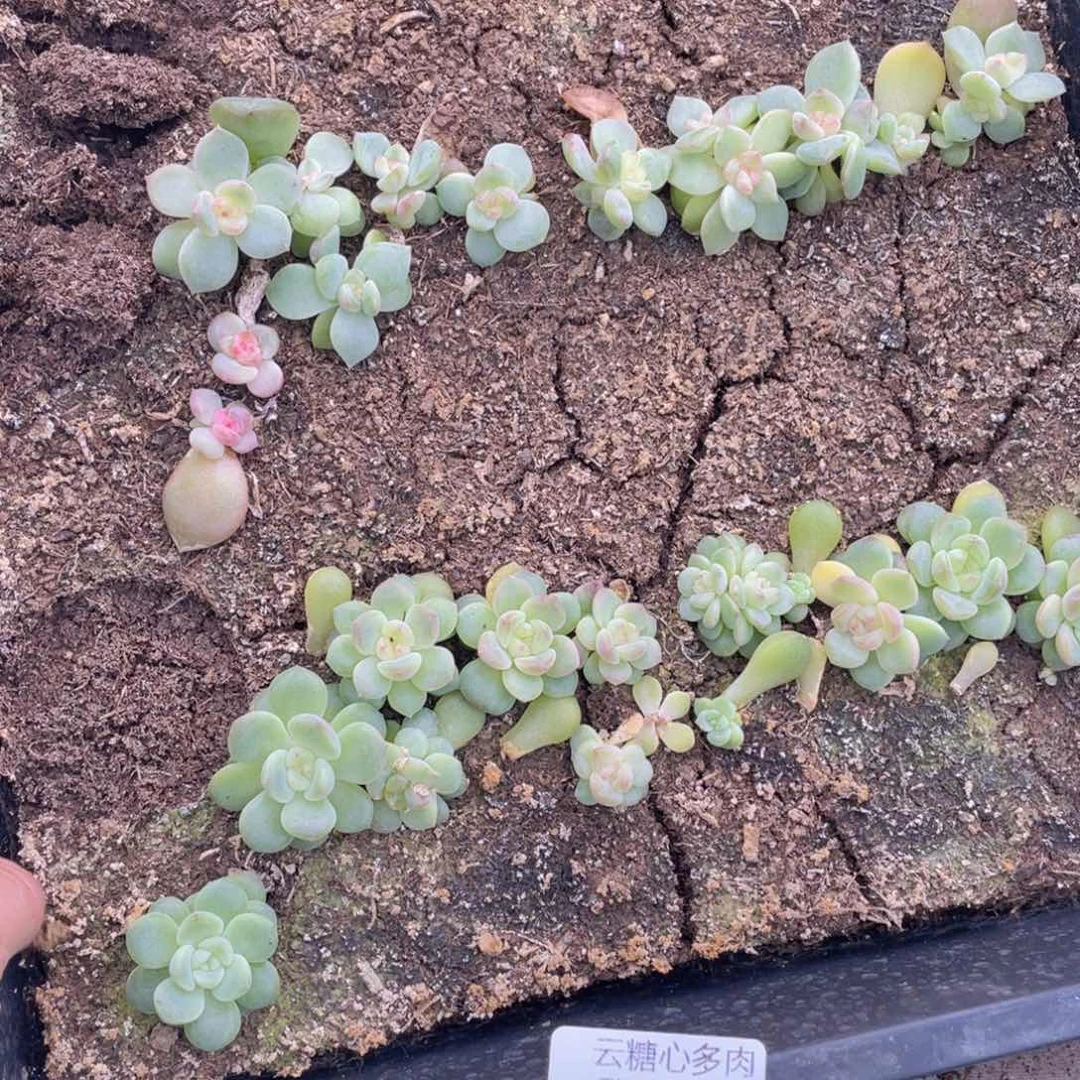 念***✪云糖心多肉植物535