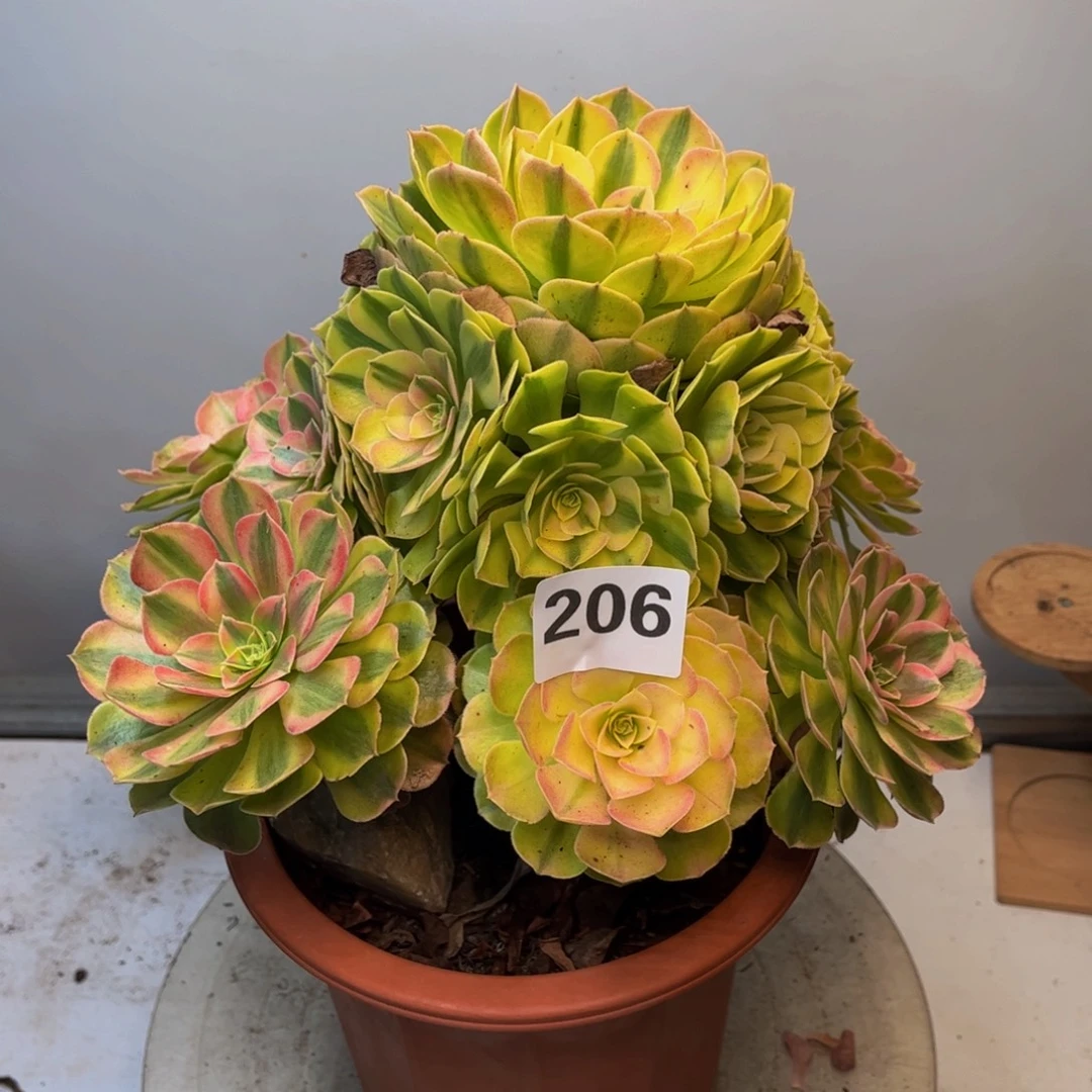 多肉植物雨荷206法师