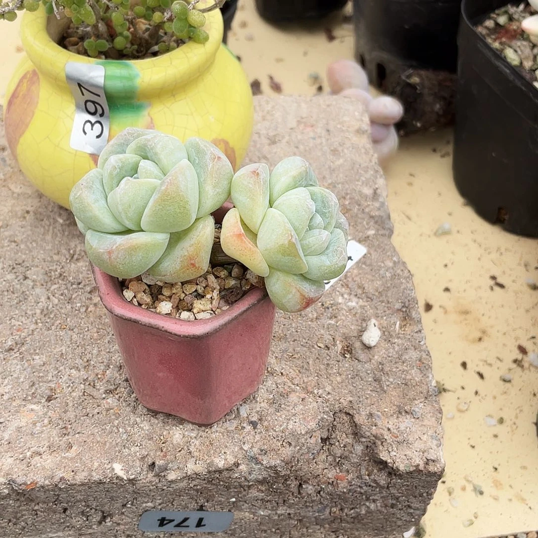 多肉植物的生长发育