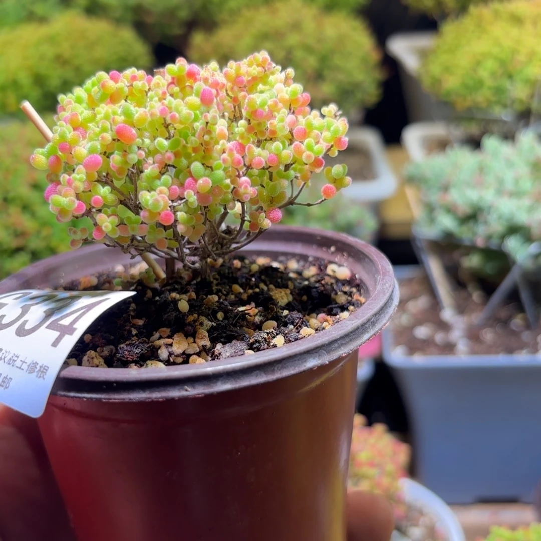 木***杍枝干番杏密橘糖球G334