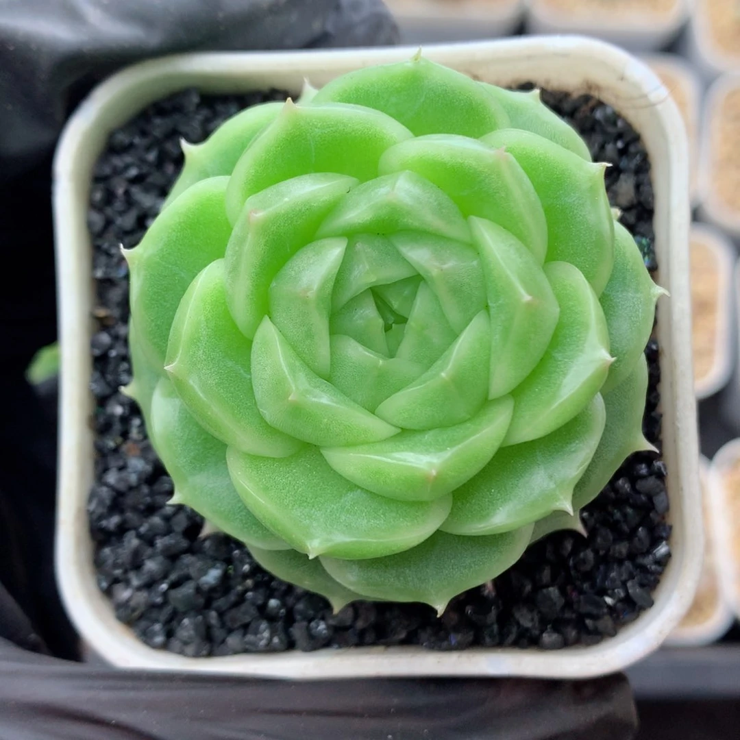 叶*真58包邮  群生不包整麦秆