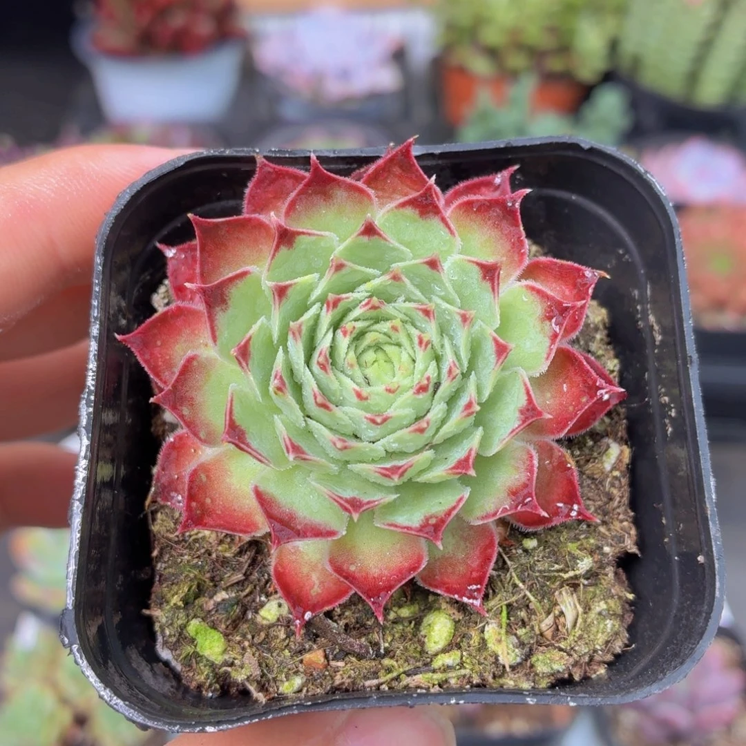 长生草多肉9.9包邮发货