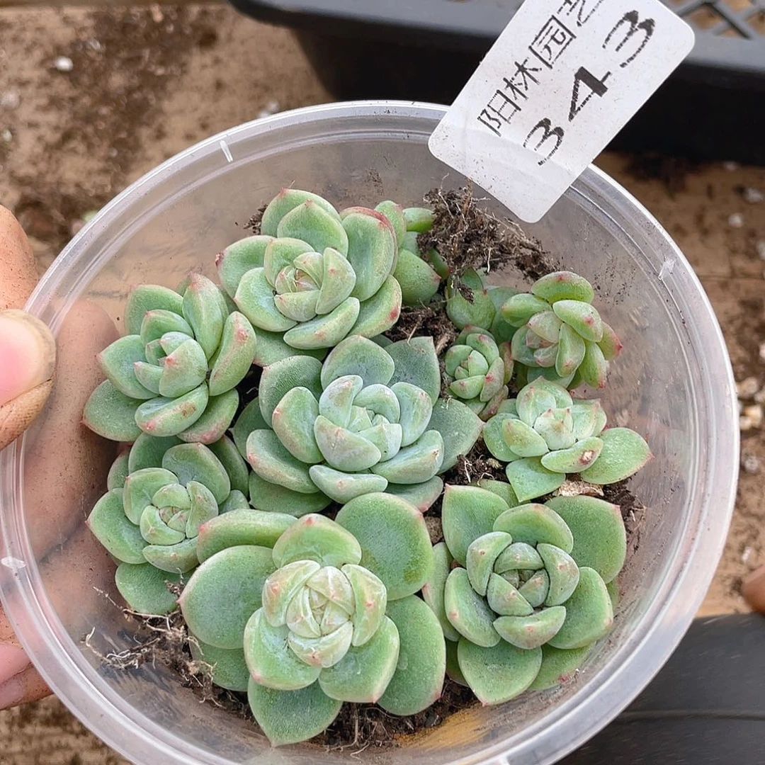 多肉植物多肉植物343