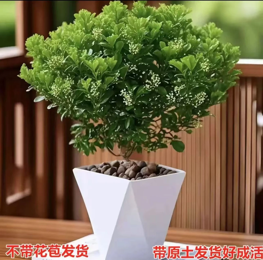 s香水米兰原盆原土当年开花飘香四季长青可用于阳台观赏的植物