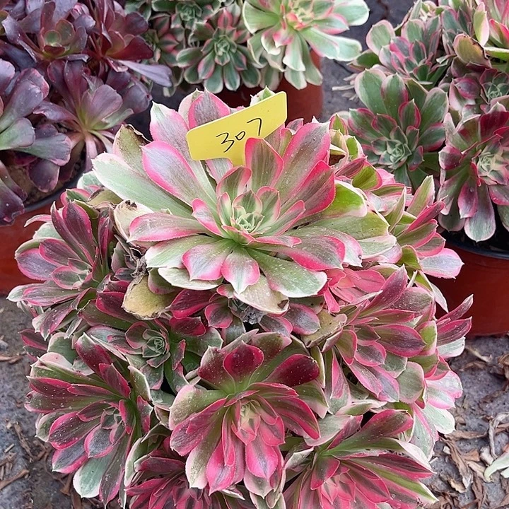 307一颗男神法师多肉