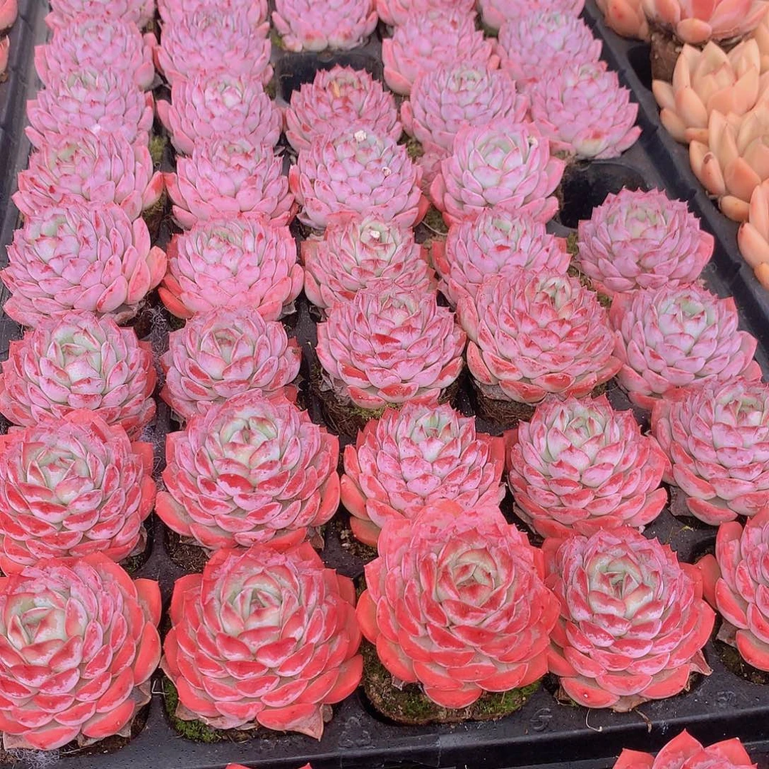 三颗粉色诱惑345678899990