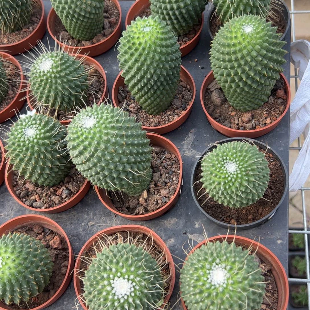 白珠 满三单发货