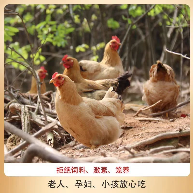 大凉山下单现找土公鸡土母鸡(顺丰空运)