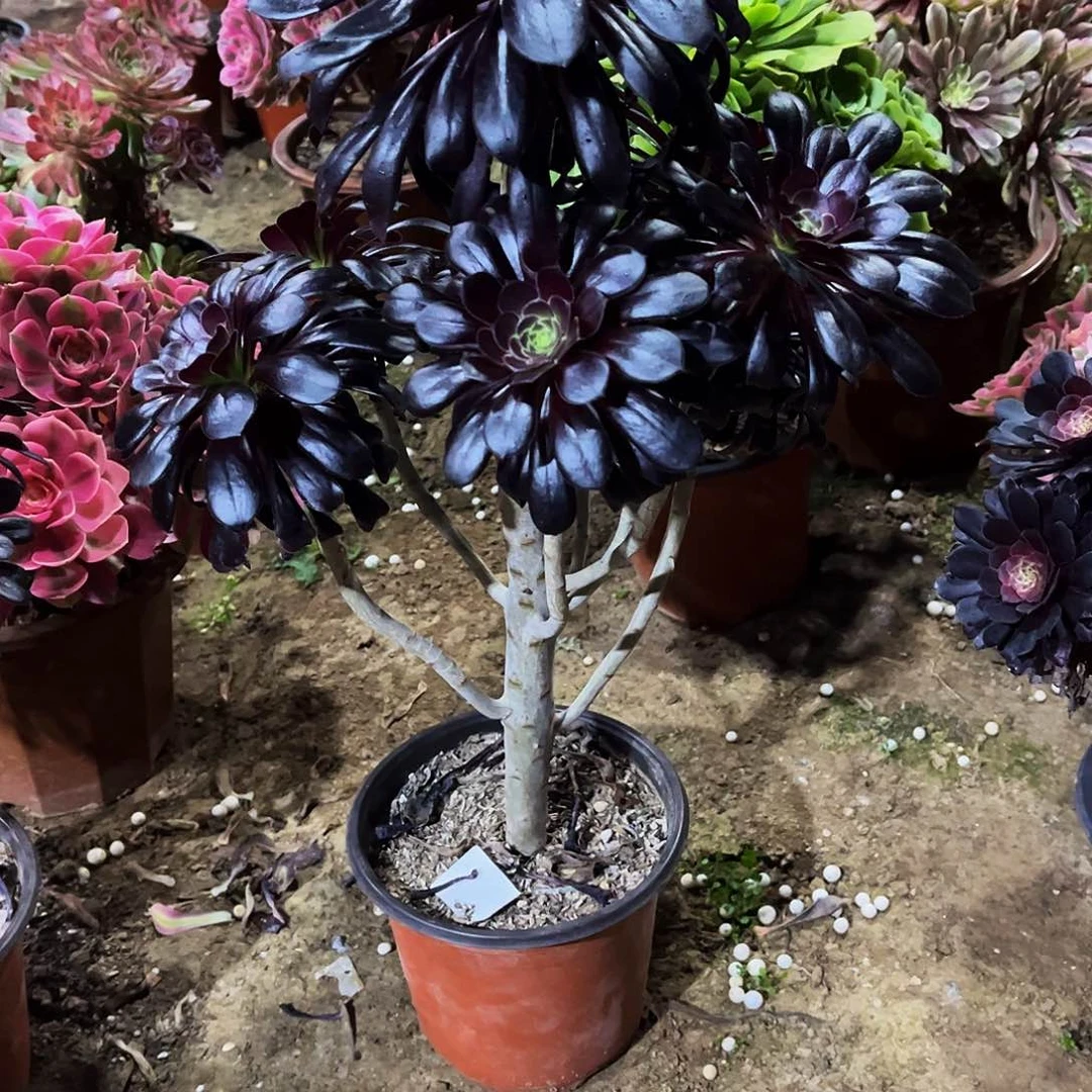 多肉197墨法师多肉