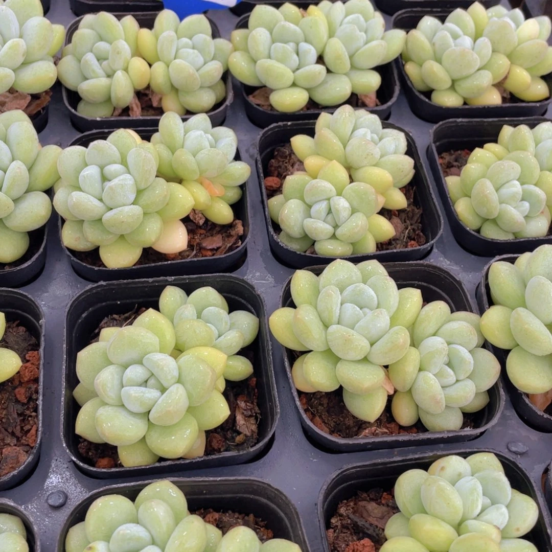 量拍78号 泡泡糖双头一个