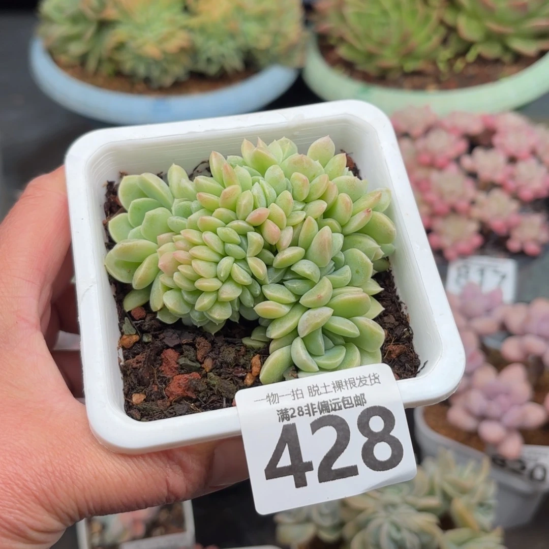 奶油美人缀化无盆土发货