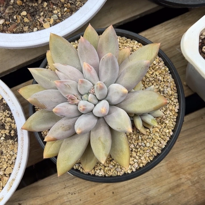 哥特萝莉 夏鸣园艺