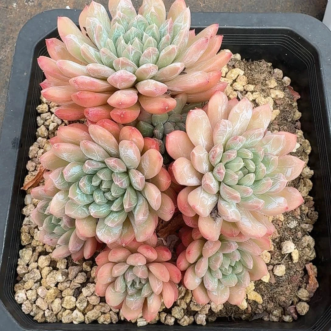 百达翡翠多肉植物