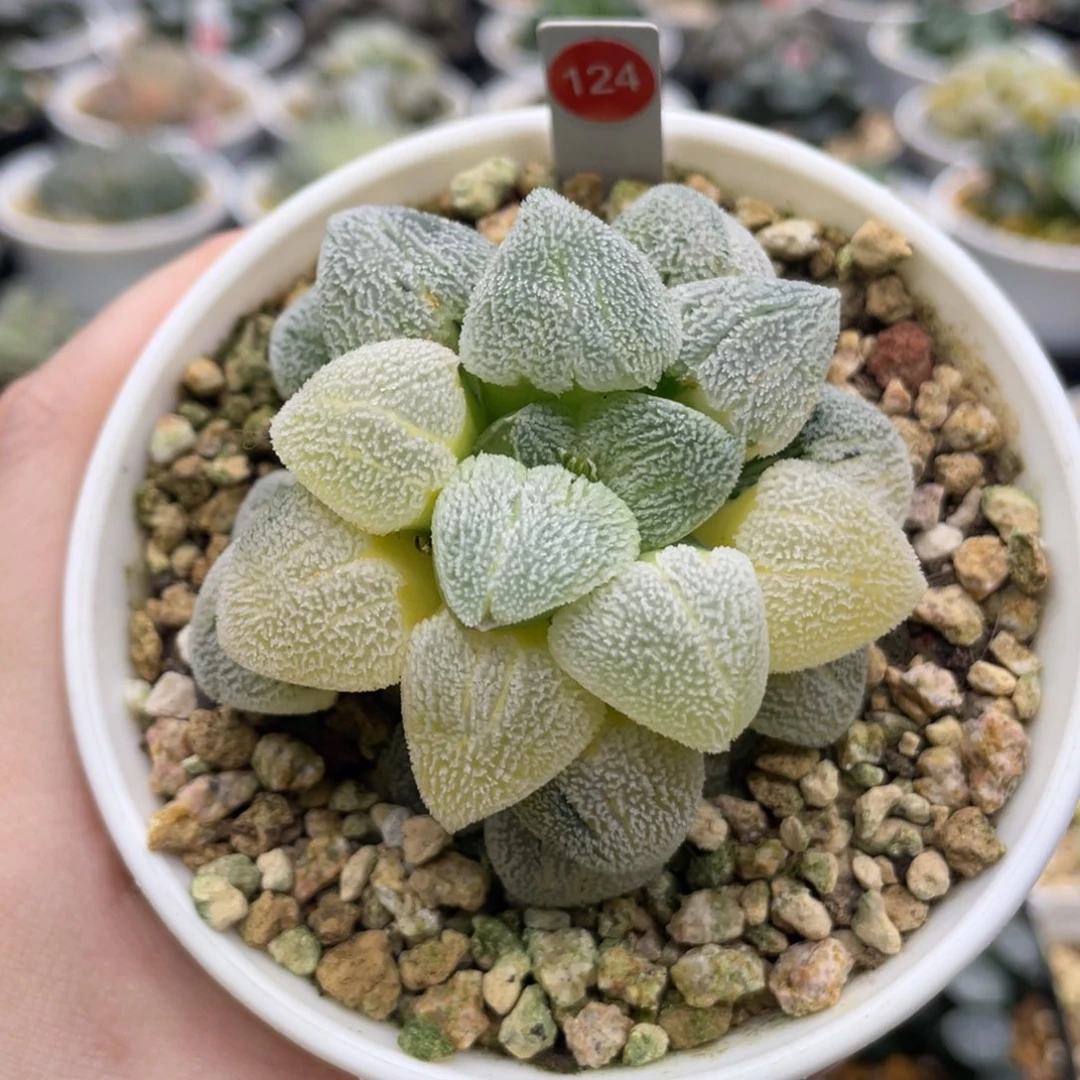 小蔡的菜园 124 雪之理锦