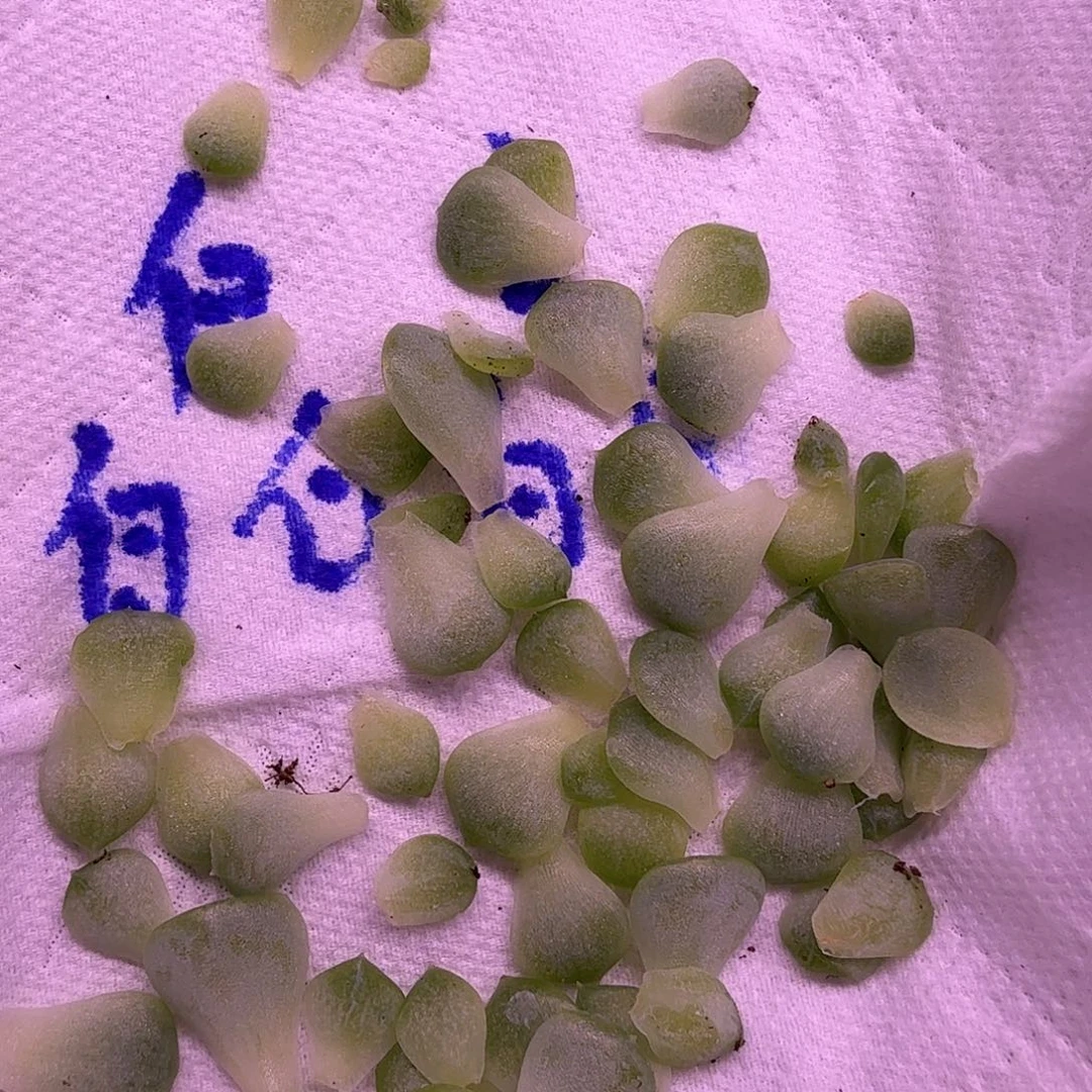 皛皛叶片6片一组专拍