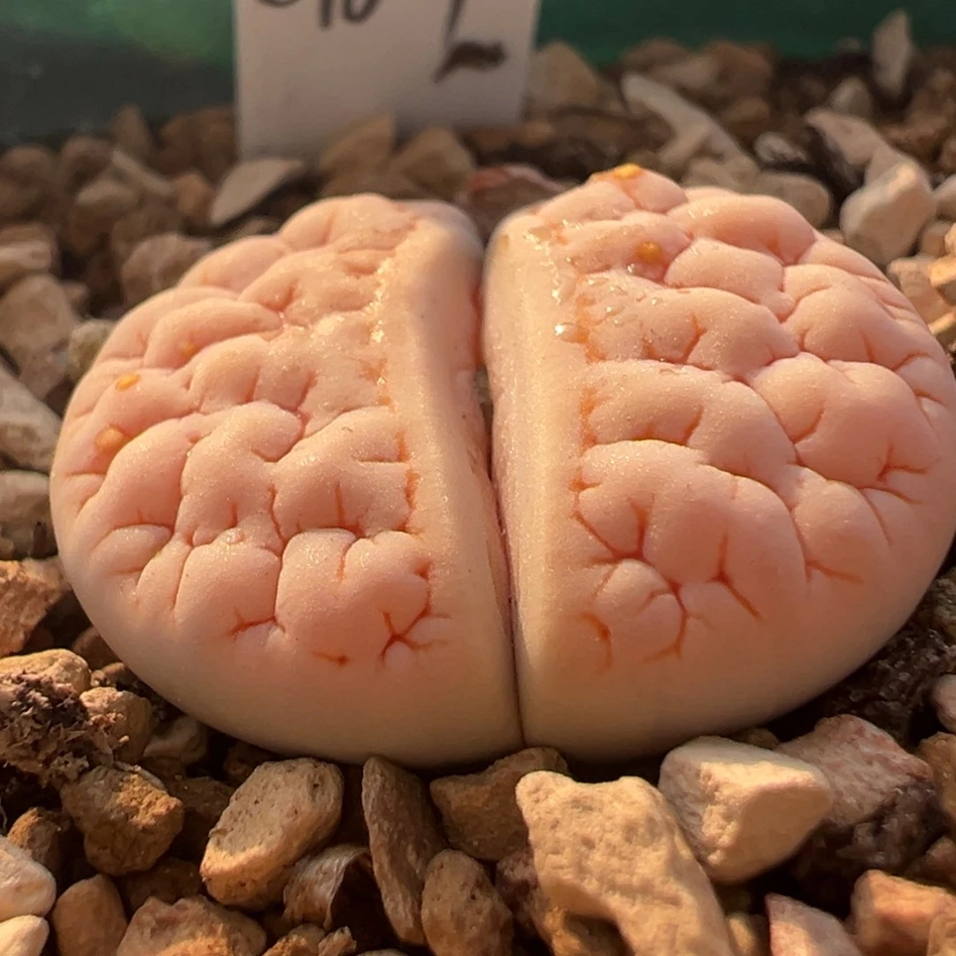 脑纹c189荒玉多肉植物百科