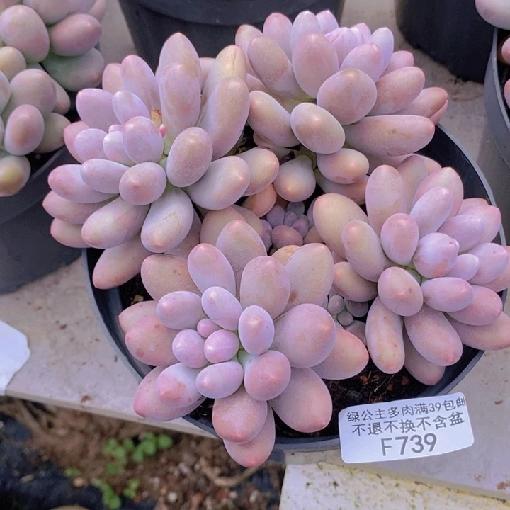 蛋黄奶15cm739多肉植物