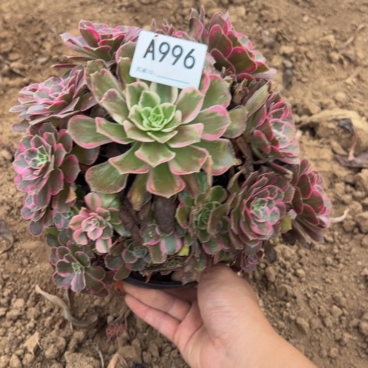 安娜多肉植物996.微瑕