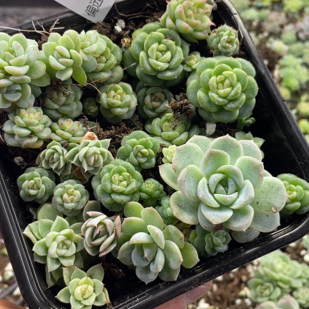 Q42一物一拍411mm