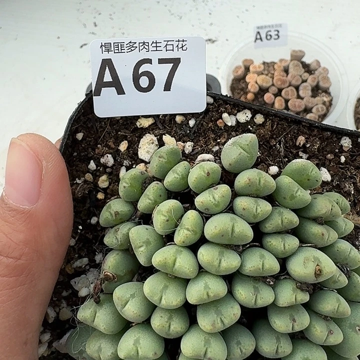 67多肉植物多肉植物