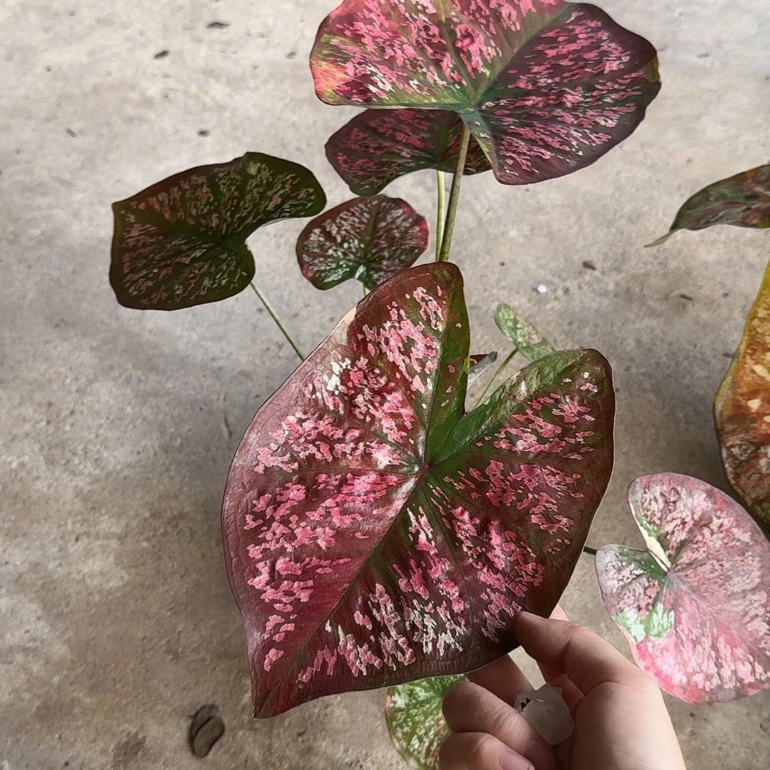 完全开放D033柠檬红